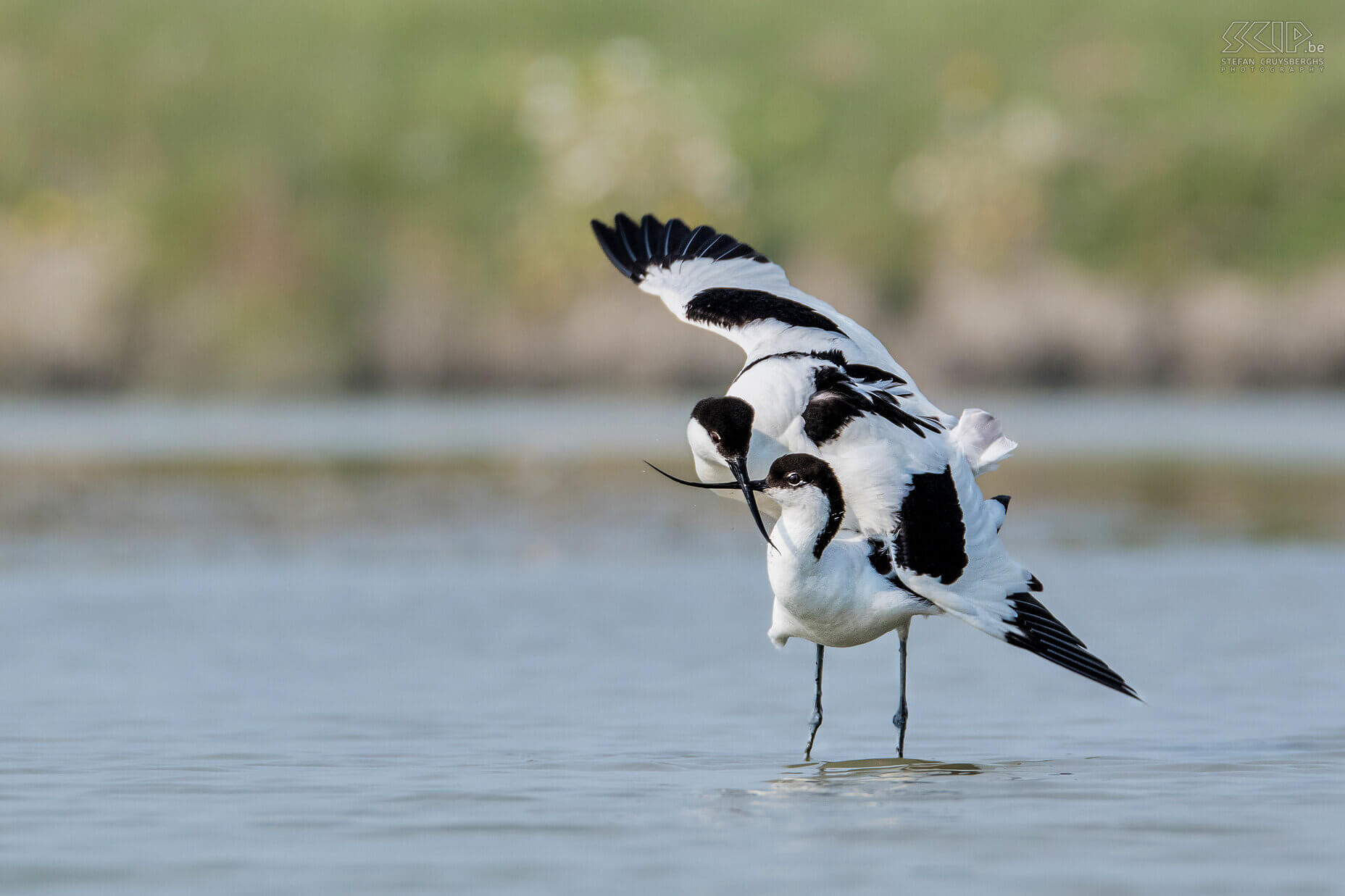 Watervogels  - Parende kluten Een koppeltje parende kluten. En wat zo mooi is bij de kluten; de paringsceremonie wordt beëindigd door liefelijk de snavels de kruisen. Kluut / Pied avocet / Recurvirostra avosetta Stefan Cruysberghs